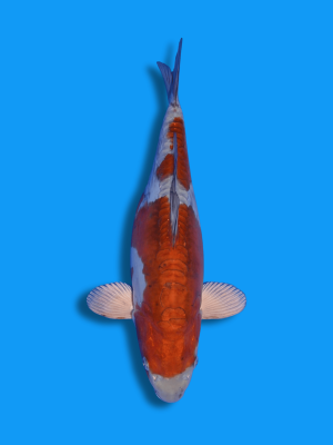 Doitsu Metallic Ochiba Shigure | Koi&Co.